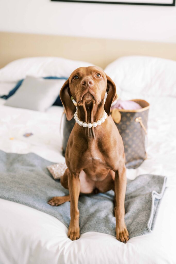 pearl collar for dog on wedding day; wedding accessories for dog
