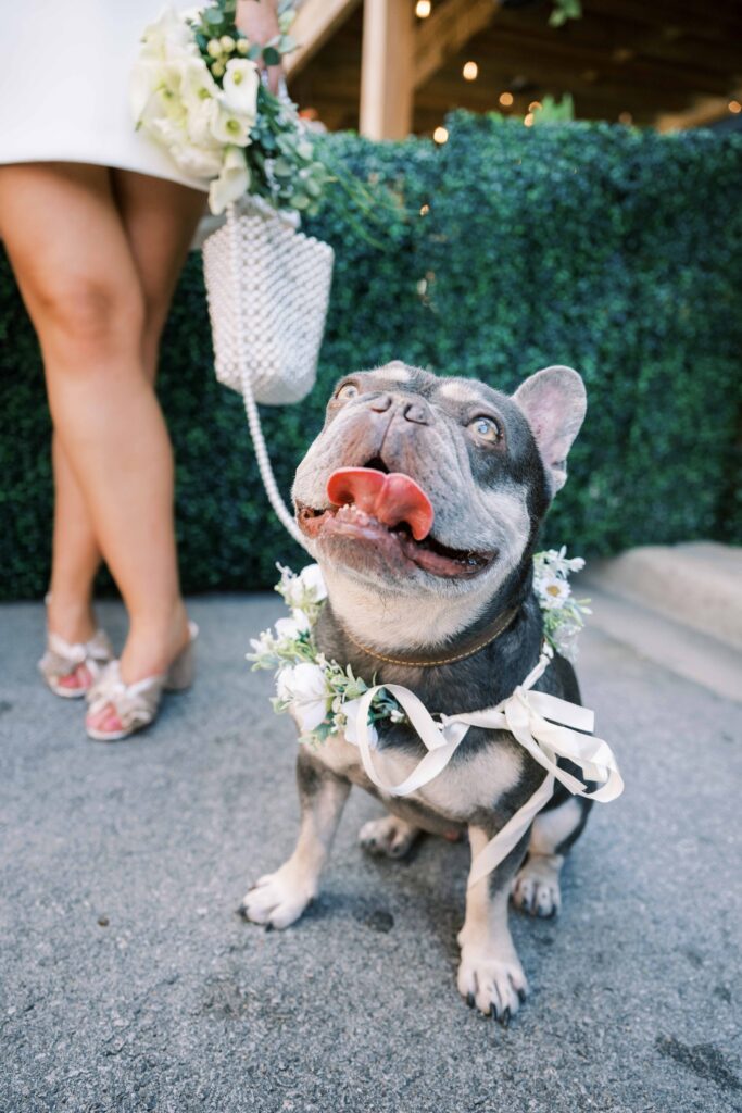 cute pictures of dogs in weddings; floral wreath for dog in wedding