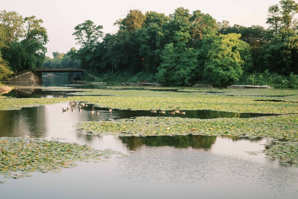 duck pond and Griffin Museum of Science and Industry
