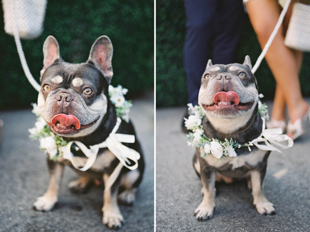 Chicago City Hall Elopement Guide